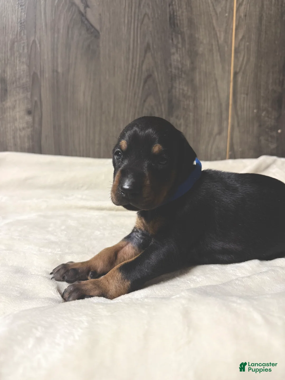 Doberman Pinscher dogs for sale: Jett - Ad 2