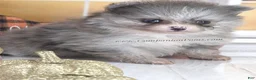 Pomeranian dogs for sale: Blueberry - Silvery Blue Merle - w/Blue Eye - Ad 2