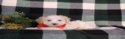 Maltipoo dogs for sale: Carlton - Ad 4
