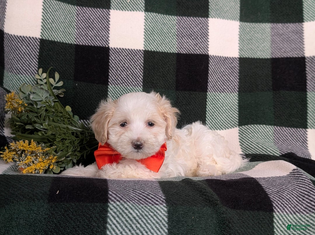 Maltipoo dogs for sale: Carlton - Ad 4
