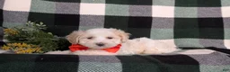 Maltipoo dogs for sale: Casey - Ad 7