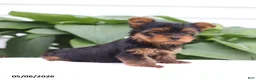 Yorkshire Terrier dogs for sale: Olivia - Ad 2