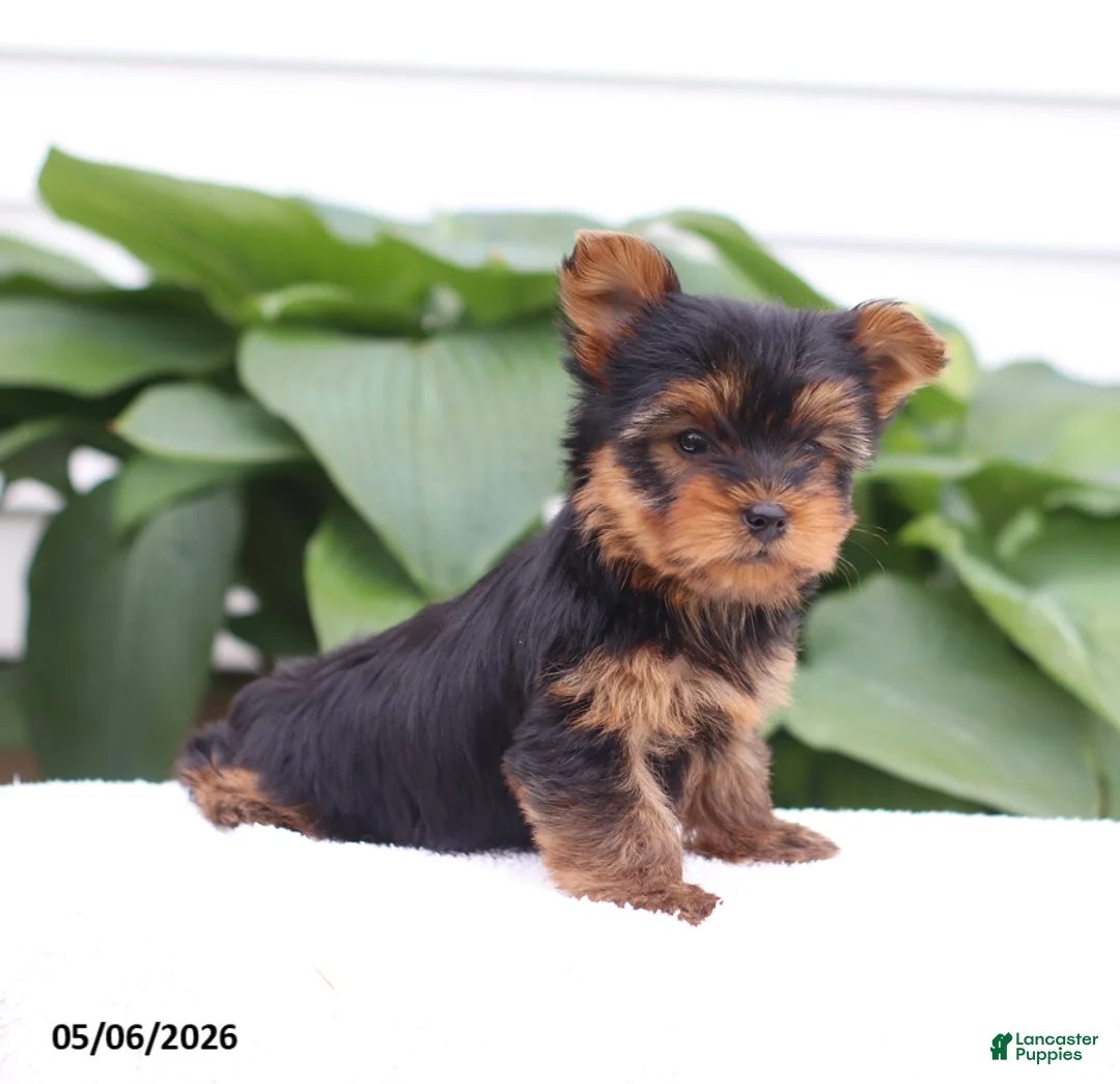 Yorkshire Terrier dogs for sale: Olivia - Ad 2