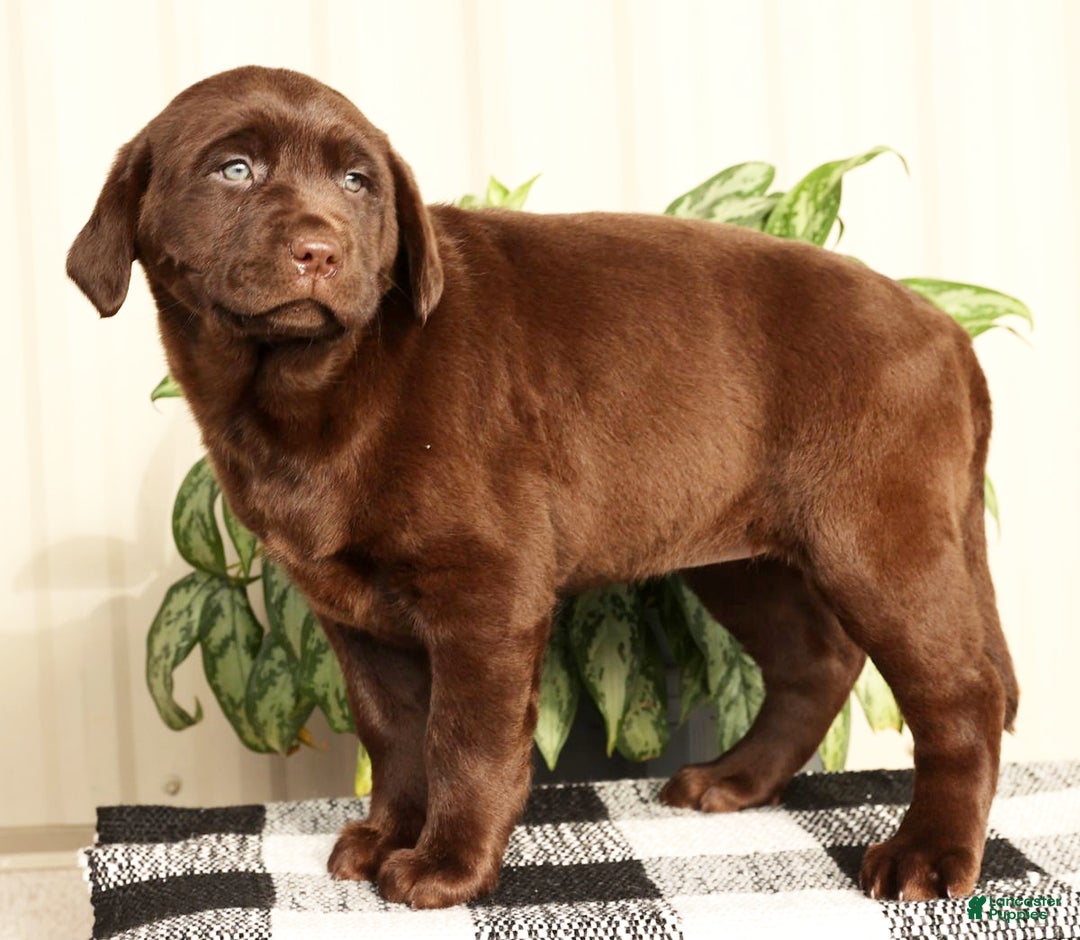 Labrador Retriever dogs for sale: Belle - Ad 9