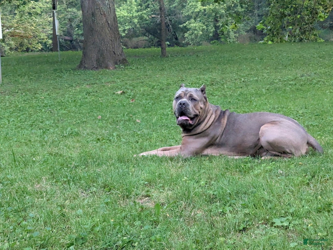 Cane Corso dogs for sale: Grey collar- male - Ad 7