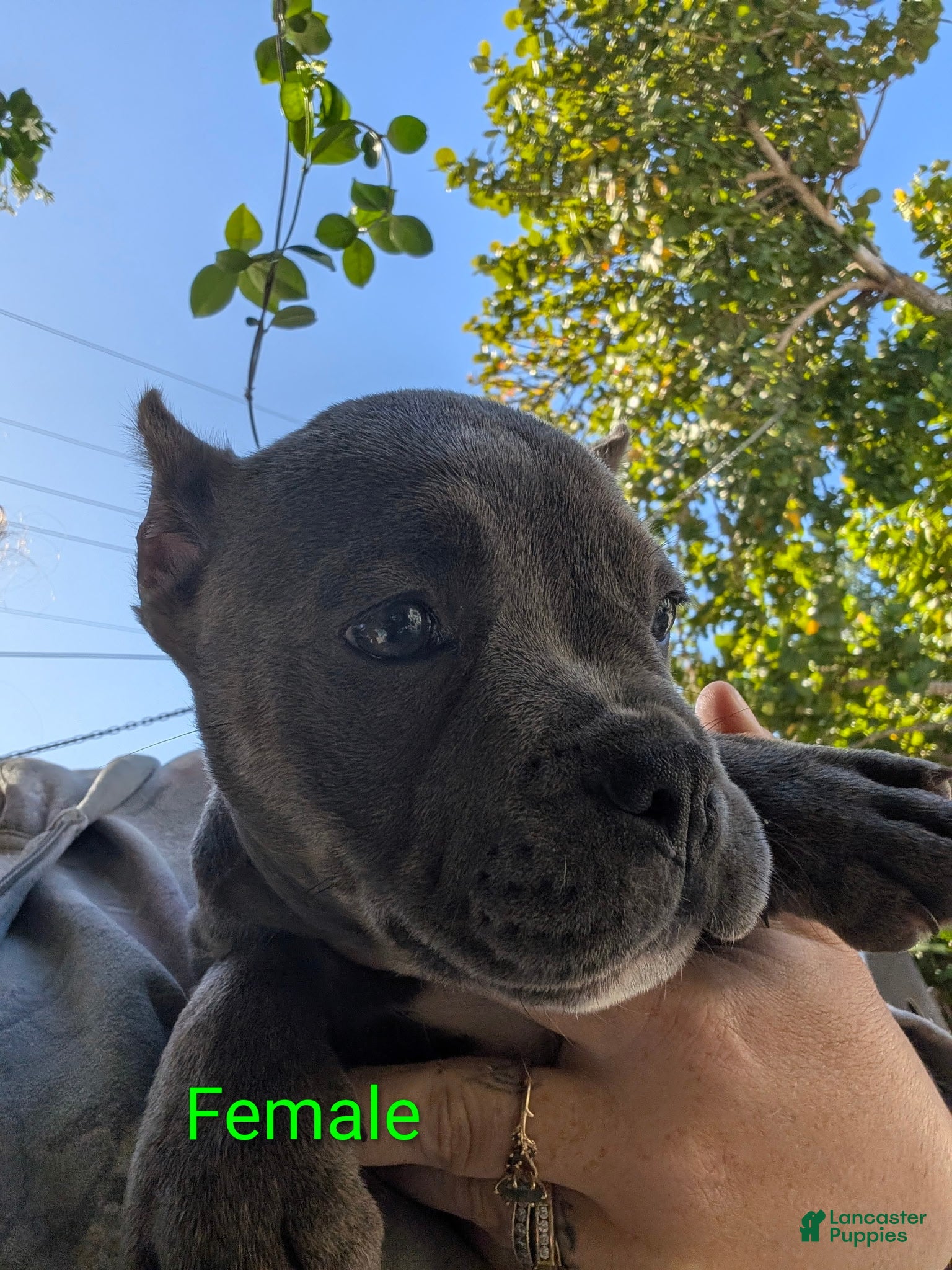 Mixed Breed dogs Mixed Breed Puppy 4 - Ad 27