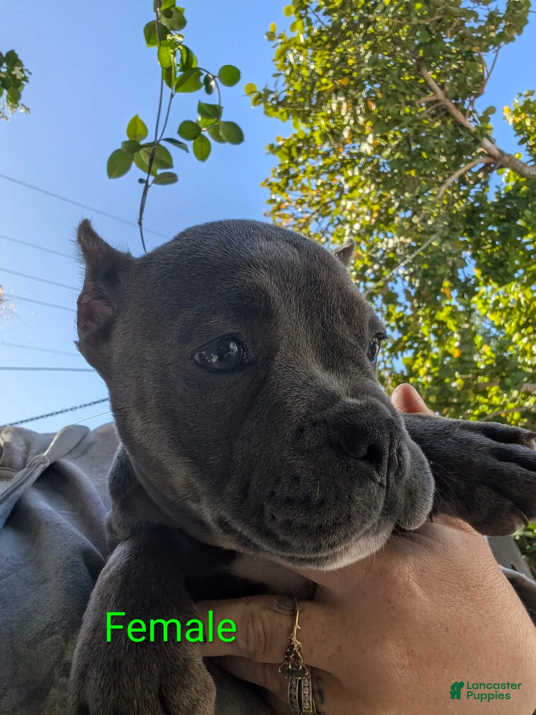 Mixed Breed dogs for sale: Mixed Breed Puppy 4 - Ad 1
