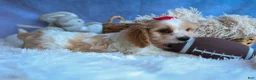 Cavachon dogs for sale: ROSCOE - Ad 3