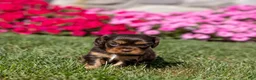 Cavalier King Charles Spaniel dogs for sale: Molly - Ad 3