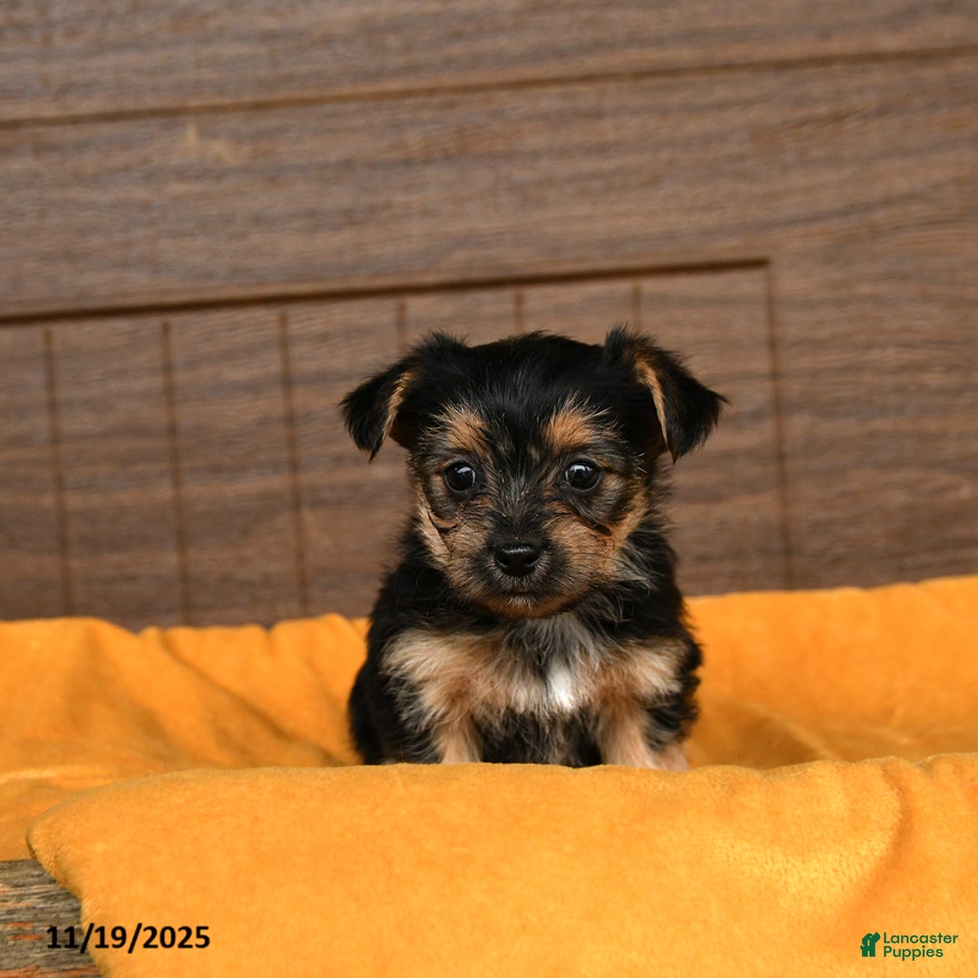 Morkie dogs for sale: Raisin - Ad 2