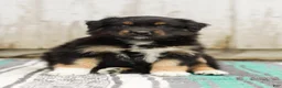 Australian Shepherd dogs for sale: Tori - Ad 2