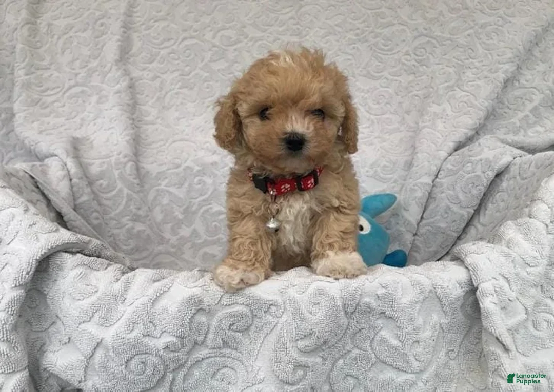 Maltipoo dogs for sale: Simon - Ad 3