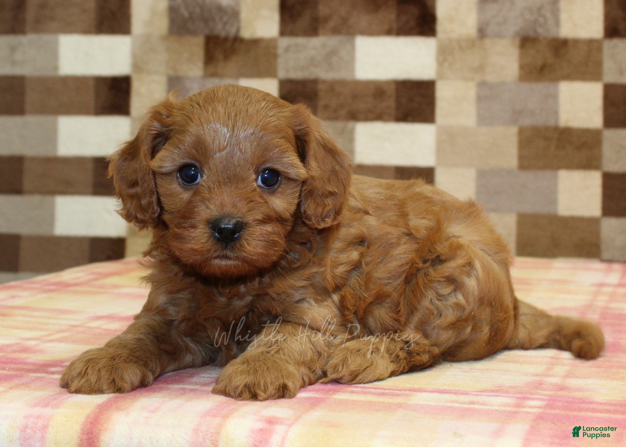 Cavapoo dogs Dolly - Ad 2