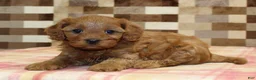 Cavapoo dogs for sale: Dolly - Ad 6