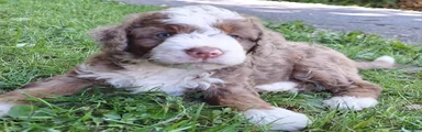 Scout