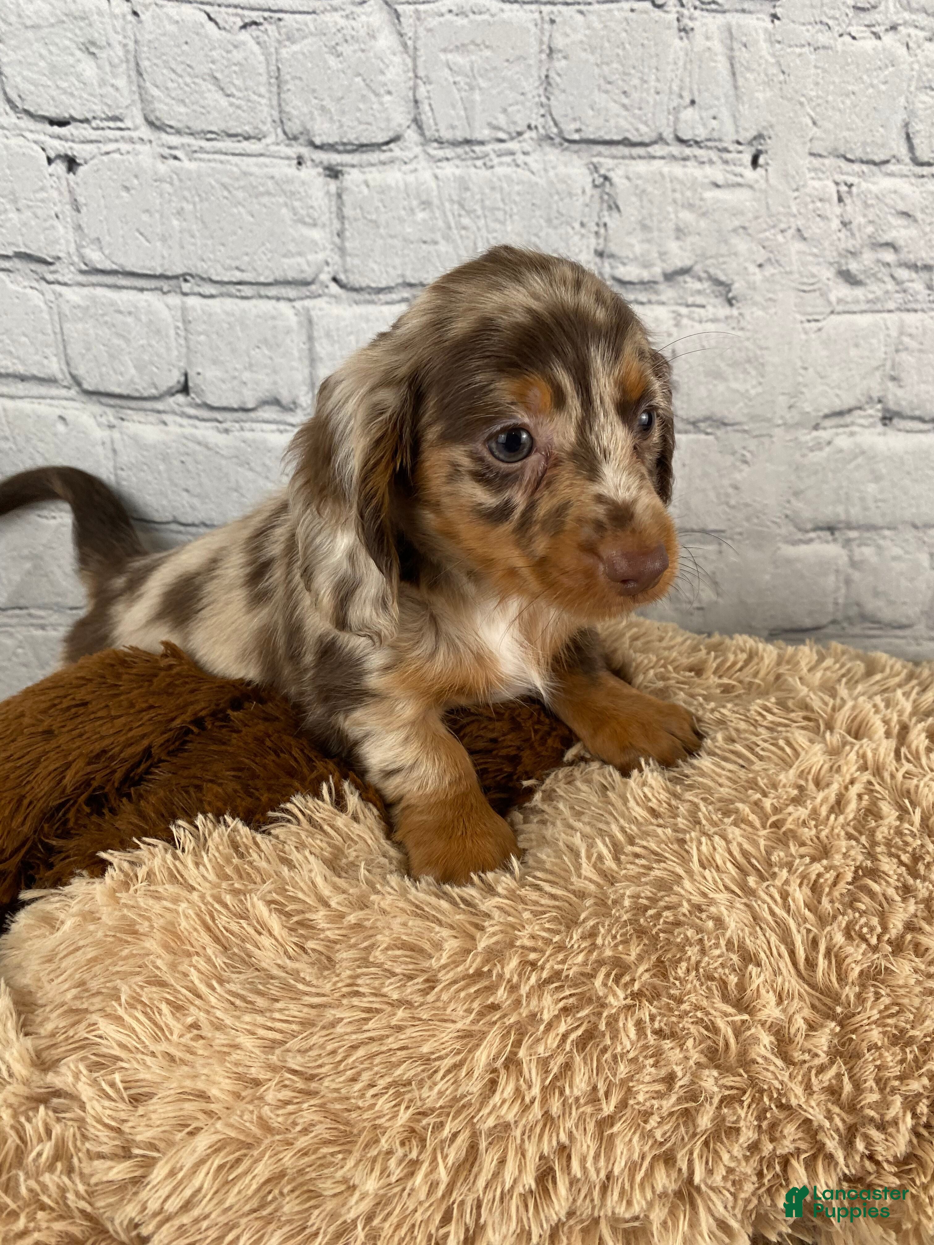 Miniature Dachshund dogs Sally - Ad 2