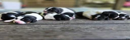 English Springer Spaniel dogs for sale: Liberty  - Ad 12