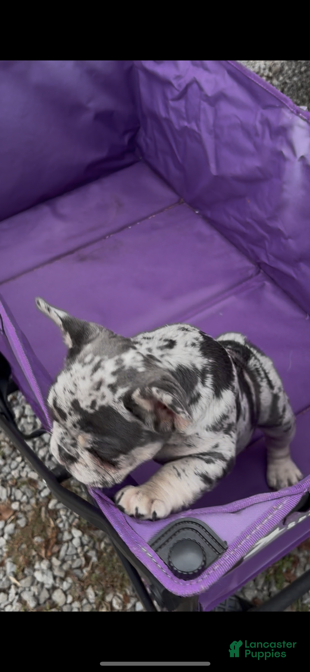 French Bulldog dogs for sale: Blue - Ad 3