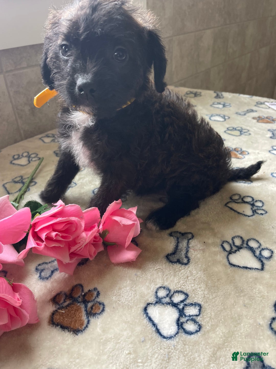 Mixed Breed dogs for sale: Pixie - Ad 4