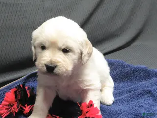 Golden Retriever dogs Snoopy - Ad 6