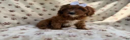 Cavapoo dogs for sale: Lettie - Ad 5