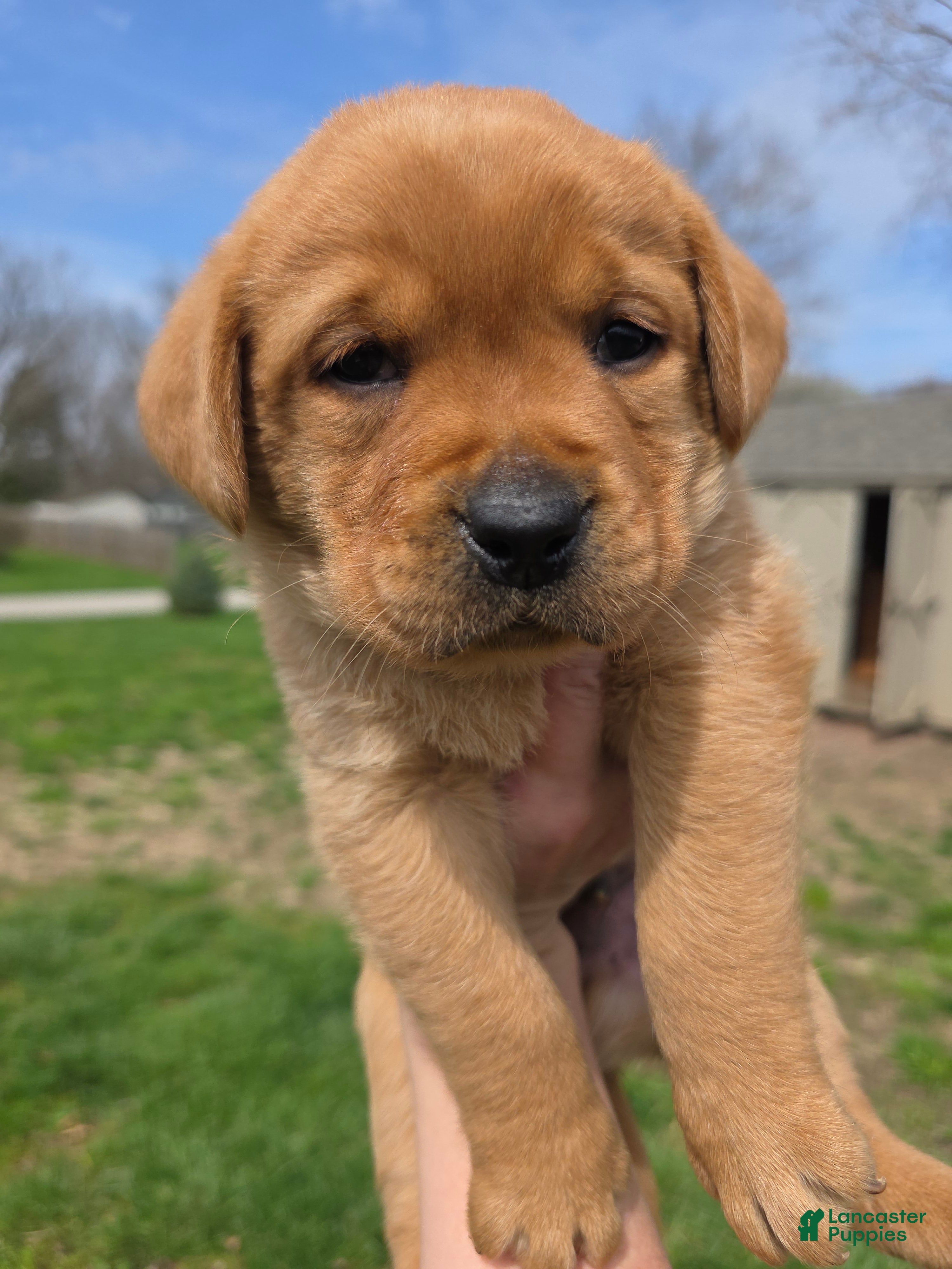 Labrador Retriever dogs Grits 🖤 - Ad 2