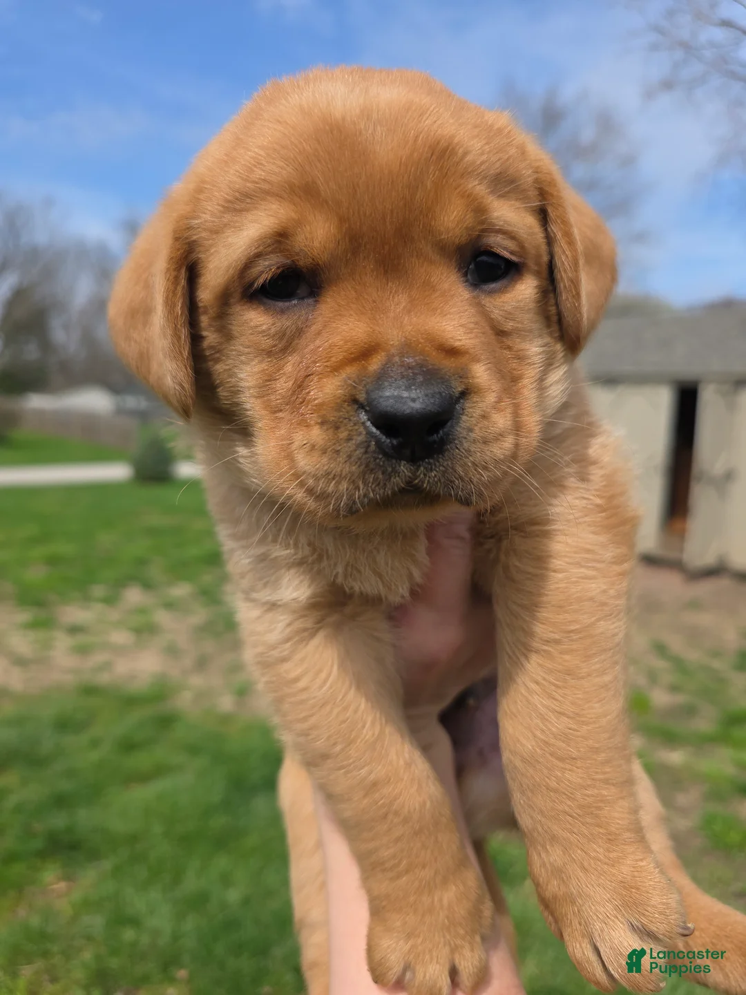 Labrador Retriever dogs for sale: Grits 🖤  Fox Red English Lab  - Ad 2