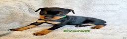 Miniature Pinscher dogs for sale: Miniature Pinscher Puppy 3 - Ad 6