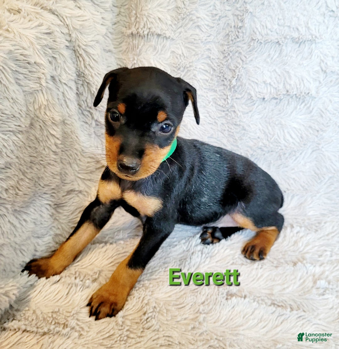 Miniature Pinscher dogs for sale: Miniature Pinscher Puppy 3 - Ad 6