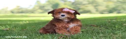Yochon dogs for sale: Lexi - Ad 5