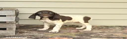 German Shorthaired Pointer dogs for sale: Duncan - Ad 4