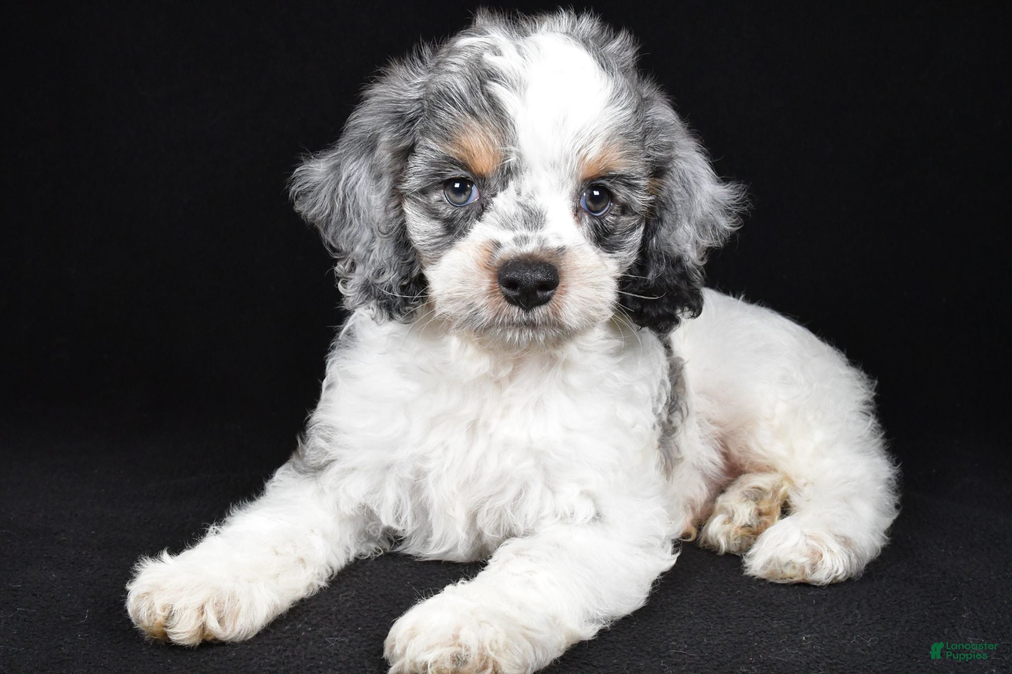 Cockapoo dogs Freddy - Ad 1