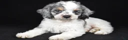 Cockapoo dogs for sale: Freddy - Ad 1