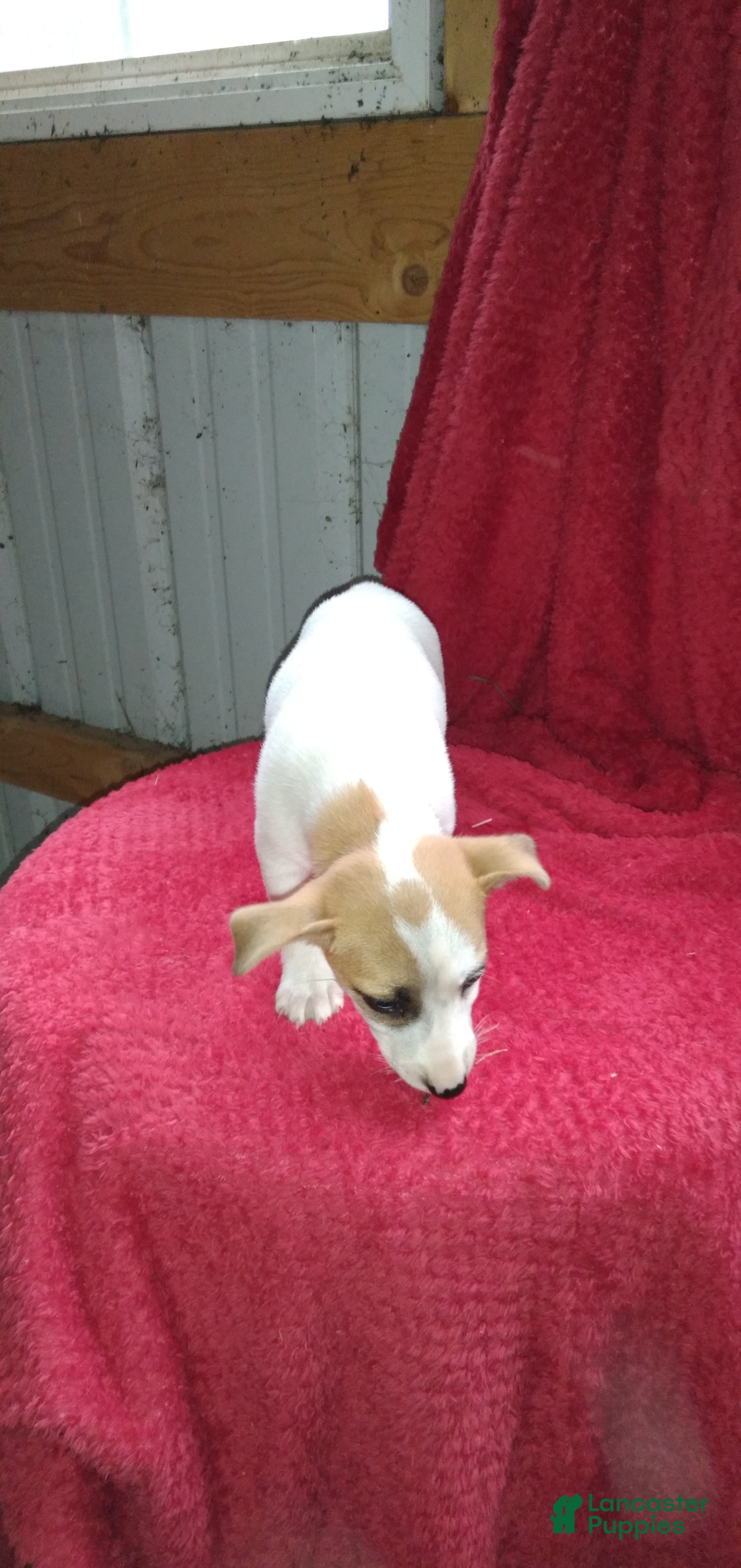 Jack Russell Terrier dogs Flora - Ad 2