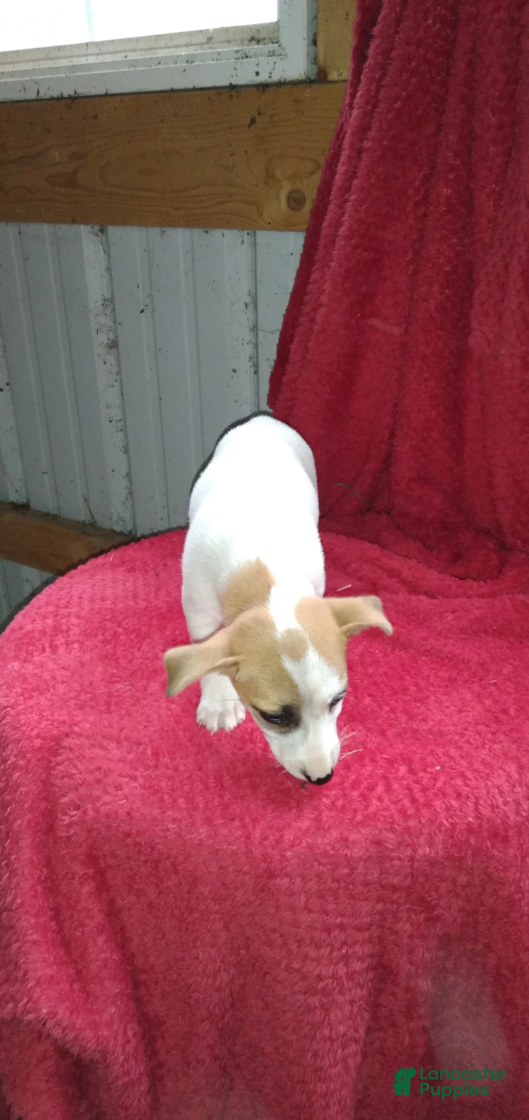 Jack Russell Terrier dogs for sale: Flora - Ad 2