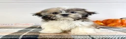Shih Tzu dogs for sale: AKC Bentley - Ad 4