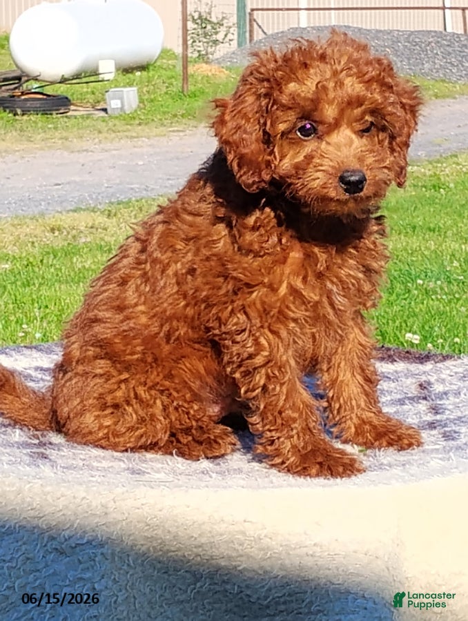 Mini Goldendoodle dogs Percy - Ad 1