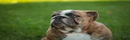 English Bulldog dogs for sale: Delsie English Bulldog leash trained and crate training in progress - Ad 3