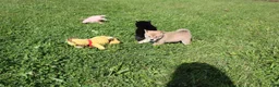 Shiba Inu dogs for sale: Scarf  - Ad 4