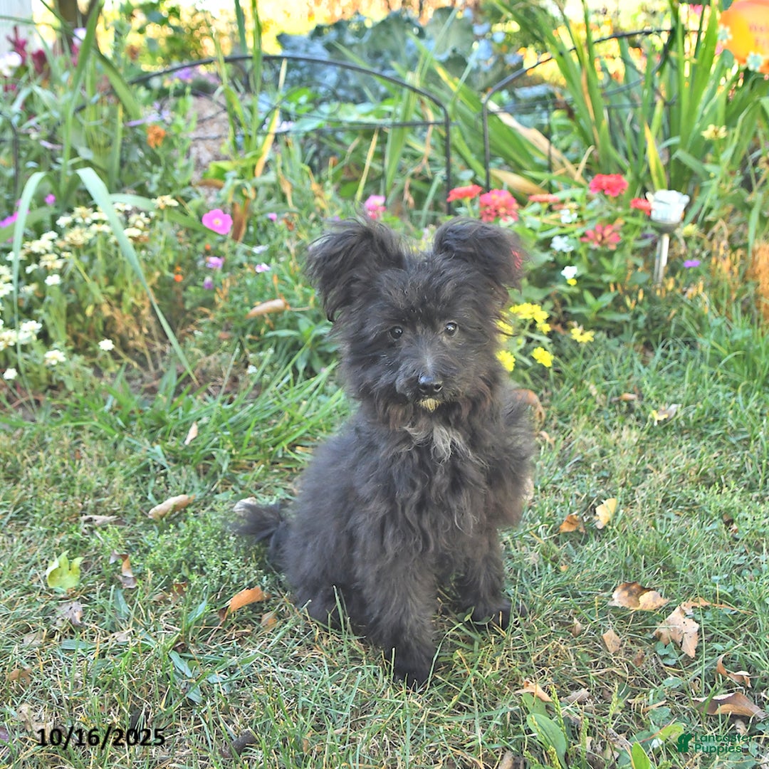 Pomapoo dogs for sale: Lil Scottie - Ad 1
