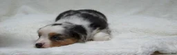 Miniature Australian Shepherd dogs for sale: Brenda - Ad 4