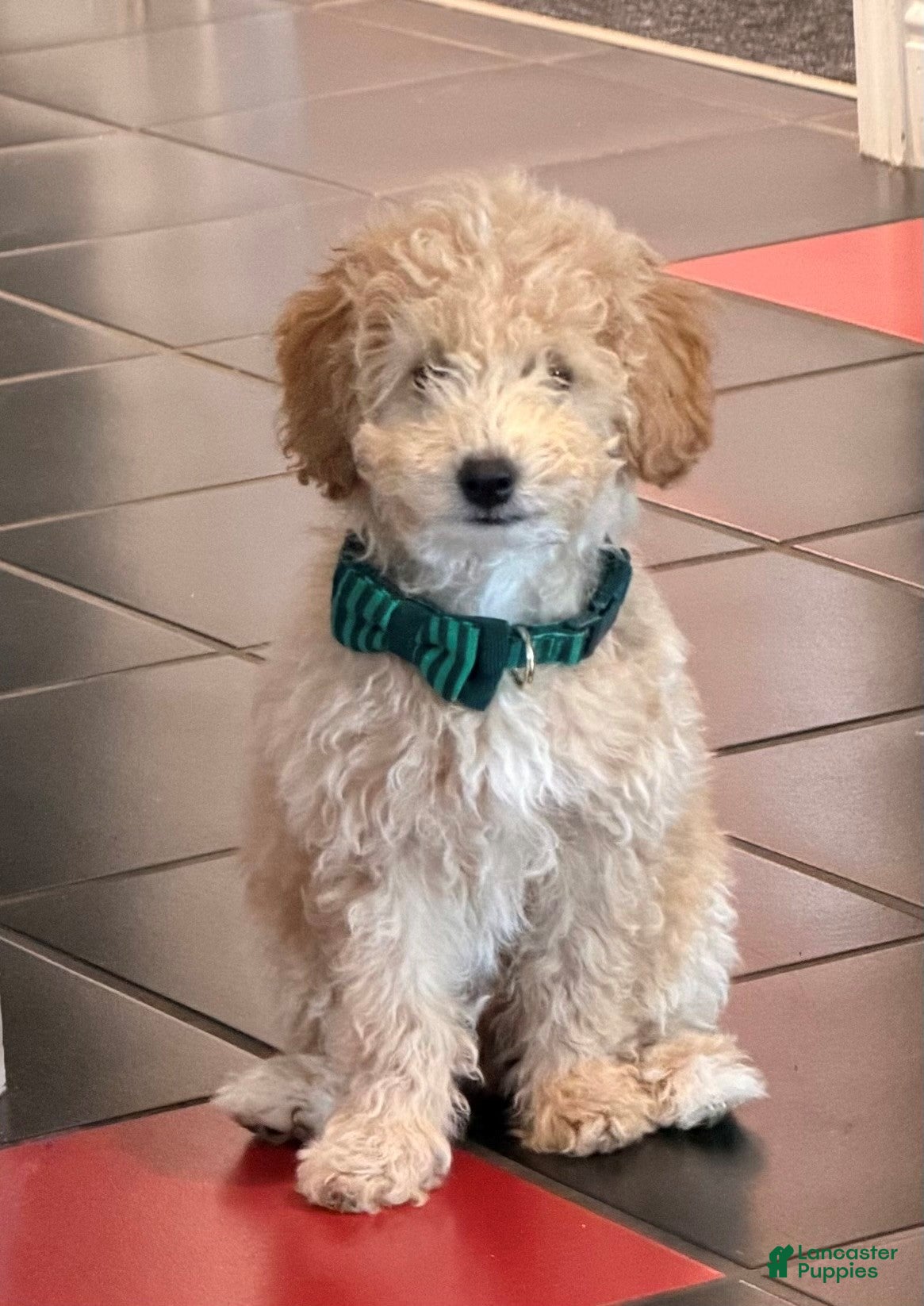 Toy Poodle dogs for sale: Carl Dean - Ad 1