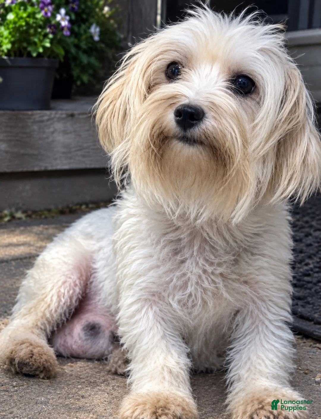 Maltipoo dogs for sale: Magoo - Ad 8