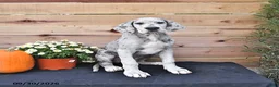 Great Dane dogs for sale: Bo  - Ad 3