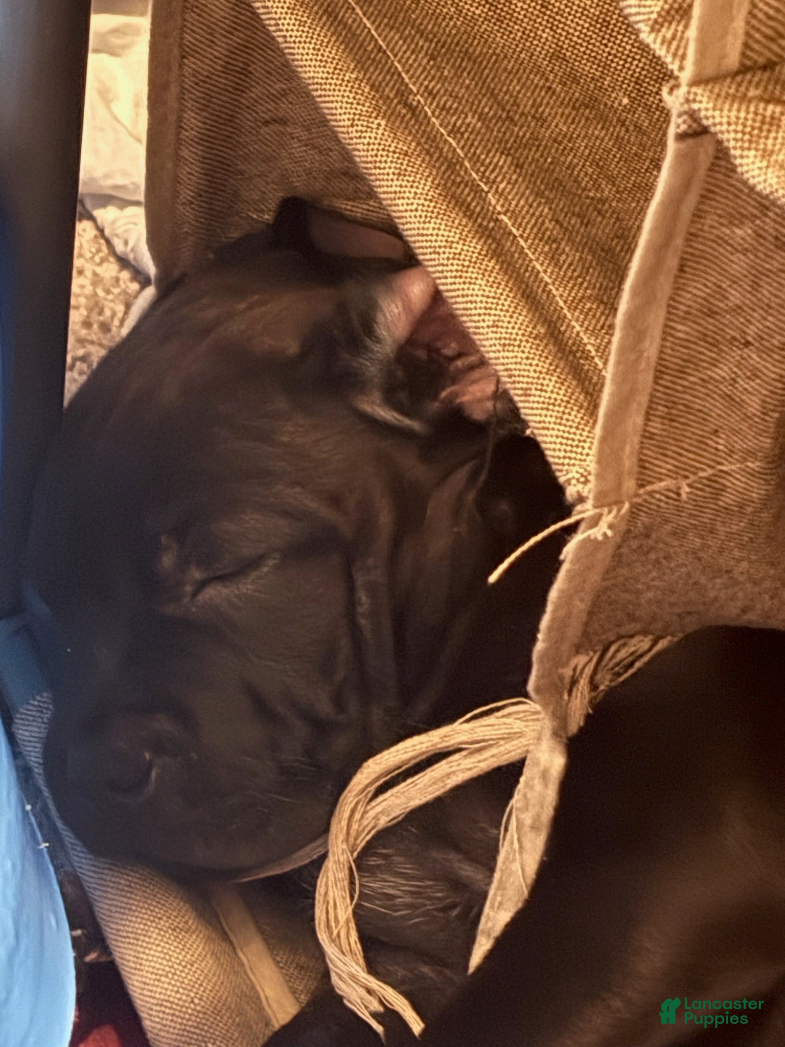 American Pit Bull Terrier dogs for sale: Killo - Ad 2