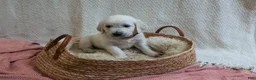 Golden Retriever dogs for sale: Chicory - Ad 14