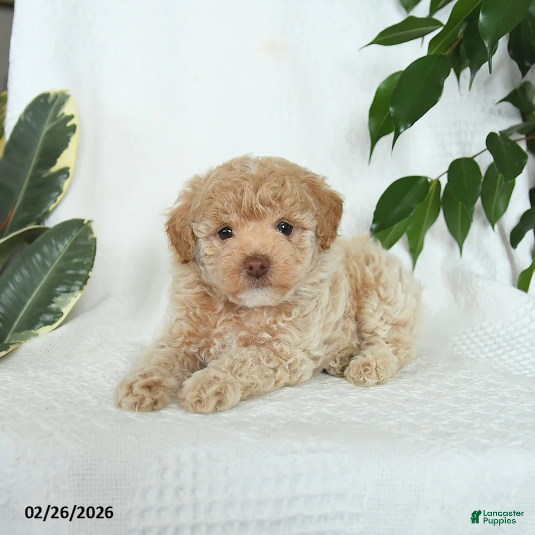 Miniature Poodle dogs for sale: Sunny   - Ad 5