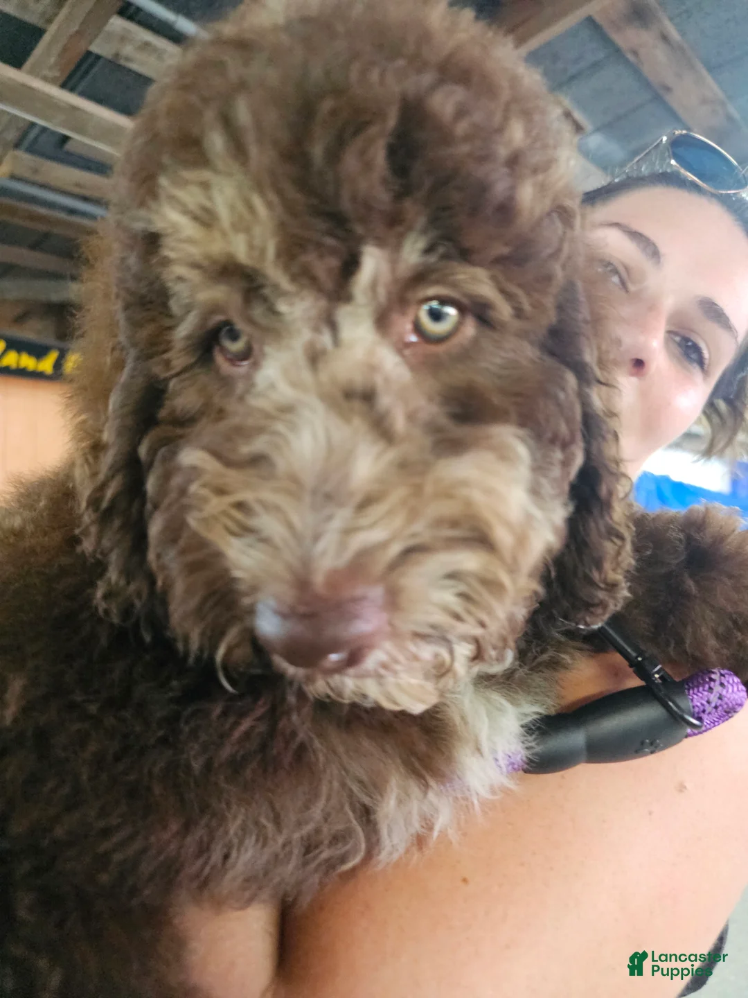 Bernedoodle dogs for sale: Daisy - Ad 2