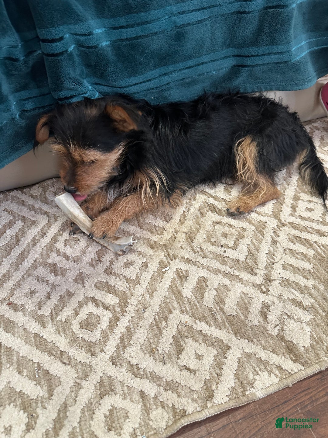 Mixed Breed dogs for sale: Mixed Breed Puppy 3 - Ad 13