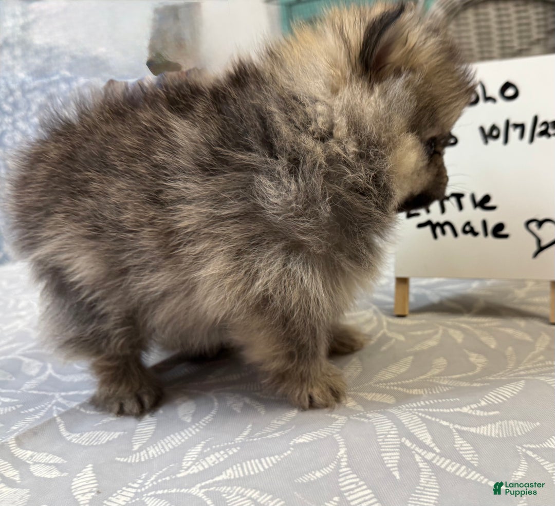 Pomeranian dogs for sale: ROLO Pomeranian Puppy  - Ad 4